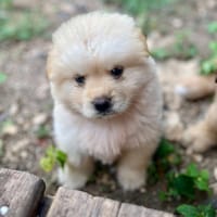 Mowgli, mâle X Bichon/spitz, né le 10/09/2025 🐶, chien à adopter