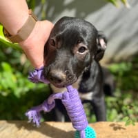 Lupin, mâle croisé créole, né le 25/06/2025 🐶, chien à adopter