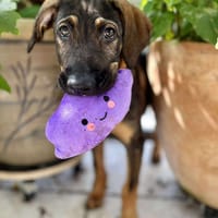 Heaven, femelle X berger née le 10/08/2025 🐶, chienne à adopter