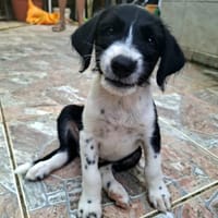 Altaï, femelle X berger née le 25/08/2025, chienne à adopter