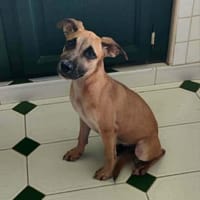 Anuka, femelle berger, née le 15/06/2025 🐶, chienne à adopter