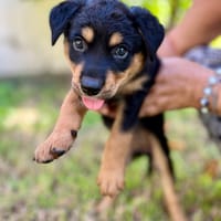 Aïta, femelle Xberger, née le 01/09/2025 🐶, chienne à adopter