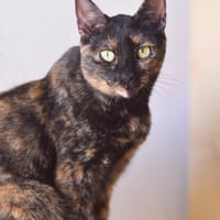 MOLLY, chatte à adopter