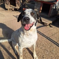 Adam, chien à adopter