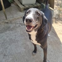 Angel, chien à adopter