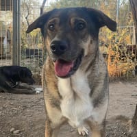 Cassy, chienne à adopter