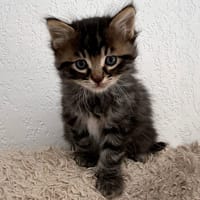 DJINOU, chat à adopter