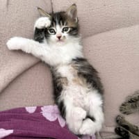 ZOEY, chatte à adopter