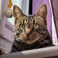 Boga, chat à adopter
