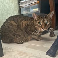 Tigrou, chat à adopter