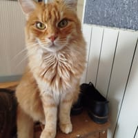 Tirouki, chat à adopter