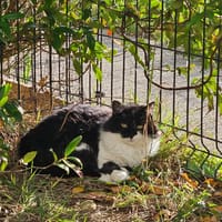 PANDA, chat à adopter