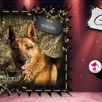 Chico, chien à adopter