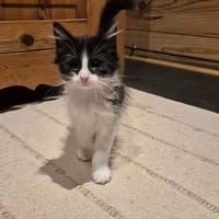 ARES, chat à adopter