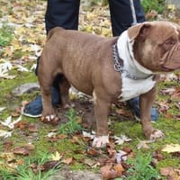 HULK, chien à adopter