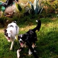 LOLA, chienne à adopter