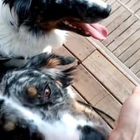 ISCO, chien à adopter