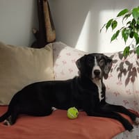 GUCCI, chienne à adopter