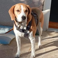 OSLO, chien à adopter