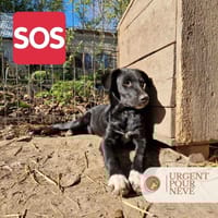 Névé, chienne à adopter