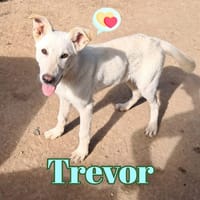 TREVOR nato ad Aprile ‘25, cane da adottare