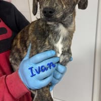 IVAN - Familienanschluss gesucht..., Hund zur Adoption