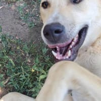 LOLA -  sucht ihr -Zuhause für immer-, Hündin zur Adoption