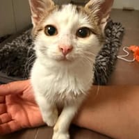 🐾 Schmusekater Luigi sucht ein Zuhause, Kater zur Adoption