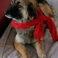 LISA, Hündin zur Adoption