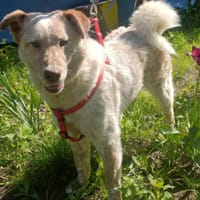 Sasha - sucht seinen Platz für's Leben, Hund zur Adoption