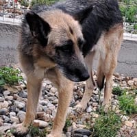 FRUMOASA sucht ihr Zuhause, Hündin zur Adoption