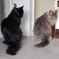 Liebevolles Zuhause gesucht, Kater zur Adoption