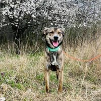 Thors Glück war nur von kurzer Zeit :(, Hund zur Adoption