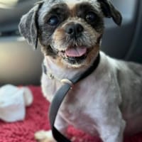 ShihTzu OldLady ♥Missy♥ in 80993 München, Hündin zur Adoption