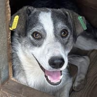 SILVER-liebenswerter Jung-Rüde, 49 cm, Hund zur Adoption