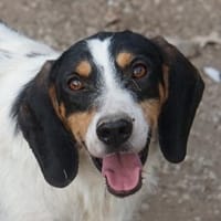 Urmel, geb. ca. 08/2024, 37075 Göttingen, Hund zur Adoption
