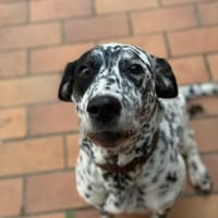 Elsa verschmust,lebensfr. Dalmatinerin, Hündin zur Adoption