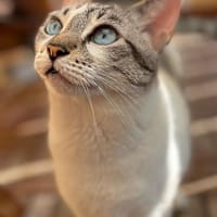 Pechvogel Celeste in Niddatal (ALM), Katze zur Adoption