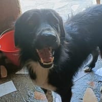 BUSTER, Hund zur Adoption