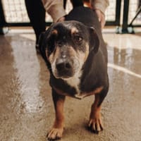 Jazi Herzenshund auf der Suche, Hund zur Adoption