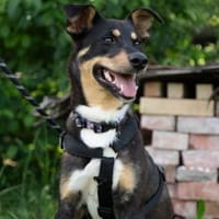 Mary sucht ganz dringend ihr Puzzlestück, Hündin zur Adoption