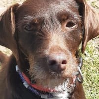 Lilli sucht Zuhause als Einzelprinzessin, Hündin zur Adoption