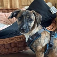 Kleine Cara sucht ihr Zuhause, Hündin zur Adoption