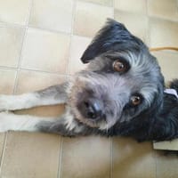 Hübsche Rosi braucht Hilfe!, Hündin zur Adoption