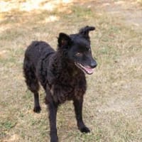 Sanfte Seele Nees sucht ihre Menschen, Hündin zur Adoption