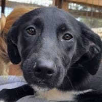 ROSA-ein echter Sonnenschein auf 4Pfoten, Hündin zur Adoption