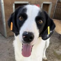 NEISHA-wunderschöne Hündin, 61 cm, Hündin zur Adoption