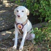 Kimi sucht ihr Zuhause, Hündin zur Adoption