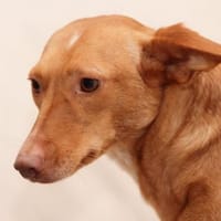 Keta, Hündin zur Adoption