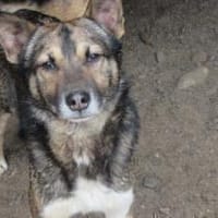 Ben - Der Interessierte 🐾, Hund zur Adoption